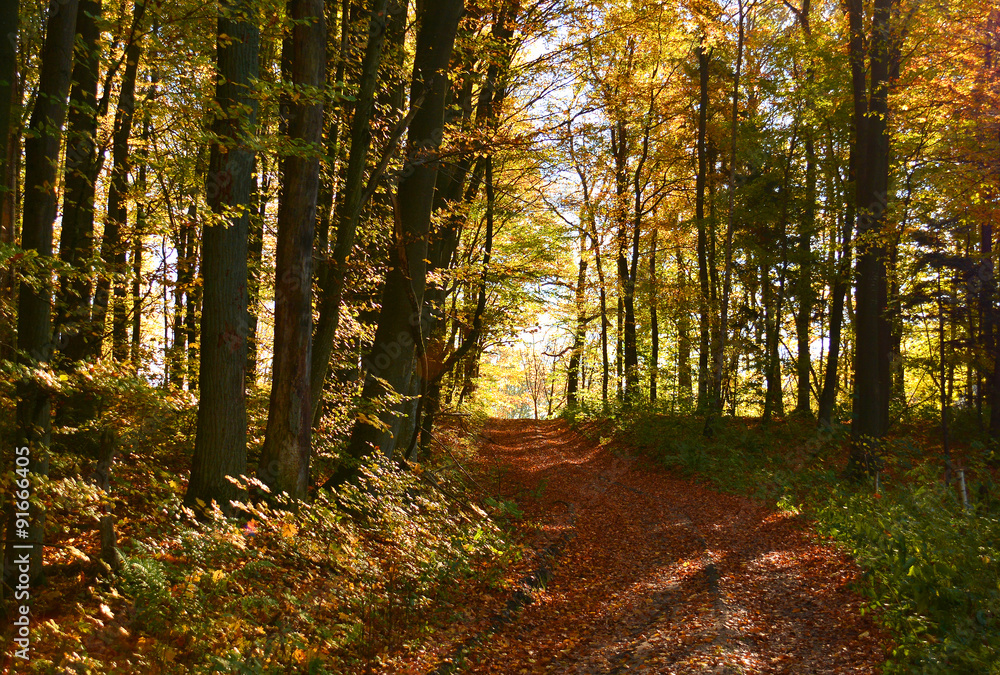 Fototapeta premium Dirt road in autumn forest
