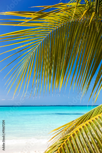 Fototapeta Naklejka Na Ścianę i Meble -  Tropical white sand beach with coconut palm trees.
