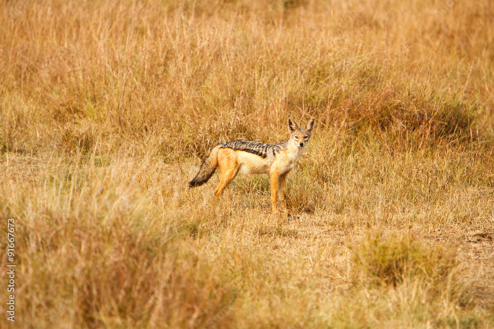 Black-backed jackal (Canis) in African savanna Black-backed jackal (Canis) in African savanna