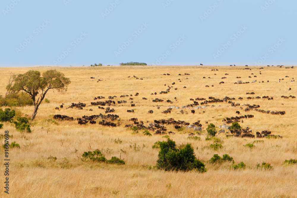 African grassland with wildebeest and zebra grazing