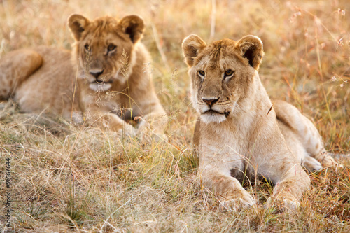 Couple of young lion cubs in natural grassland environment