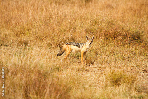 Black-backed jackal  Canis  in African savanna