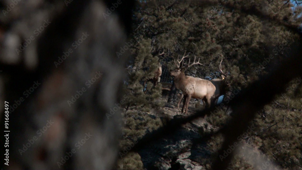 Zoom in through tree branches to show elk in a forest. Zoom in through tree branches to show elk in a forest.
