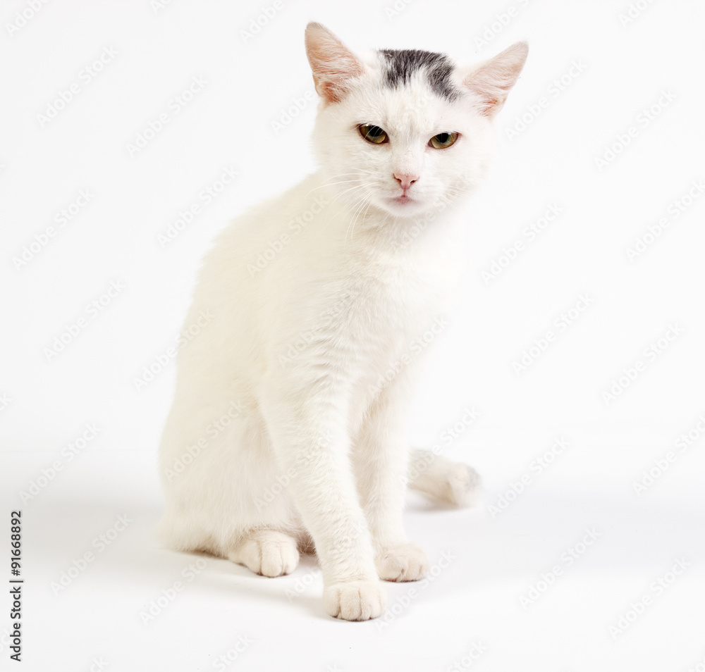 Mixed-breed cat, 1 year old, on white background