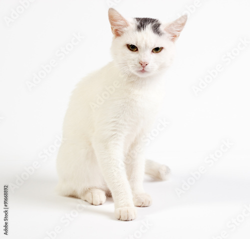 Mixed-breed cat, 1 year old, on white background