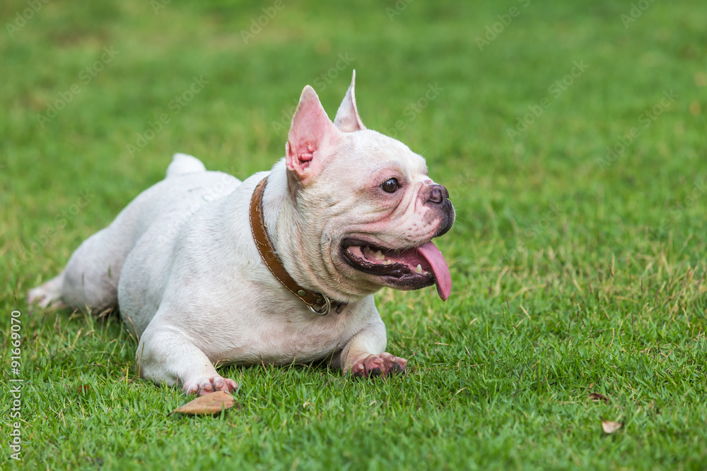 White french bulldog laying on the green grass fields.