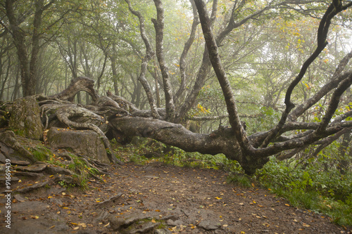 A gnarled old tree in the Blue Ridge Mountains of Western North Carolina.