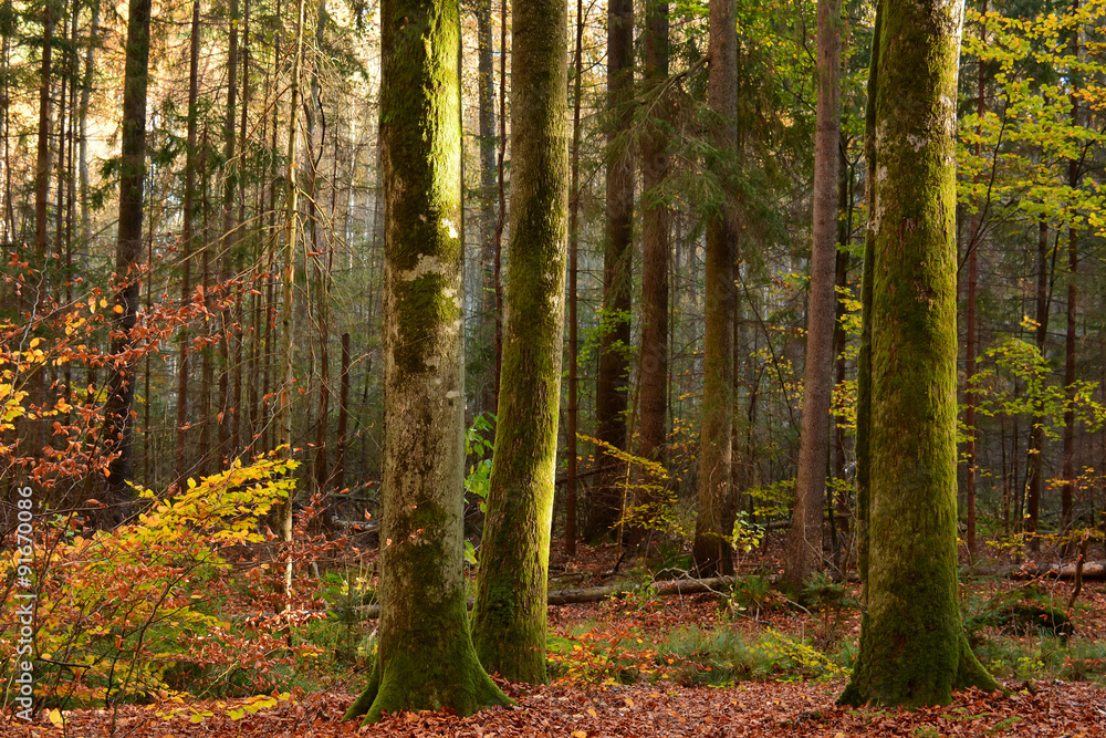 Fototapeta premium Jesienny las