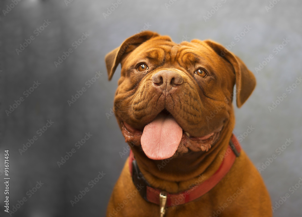 Dogue de Bordeaux