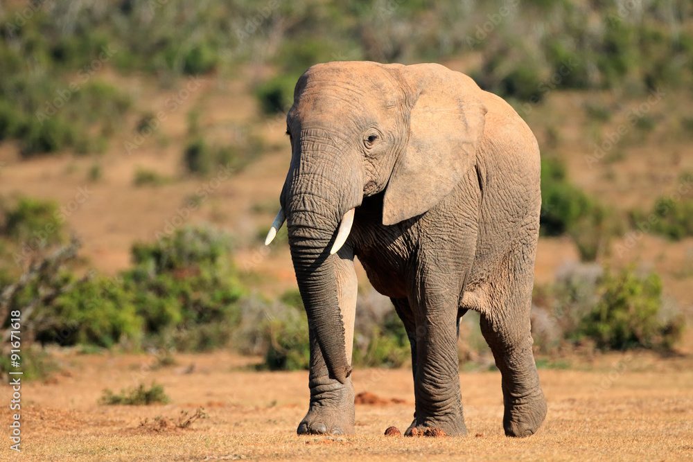 Large African elephant bull (Loxodonta africana), Addo Elephant National park, South Africa.