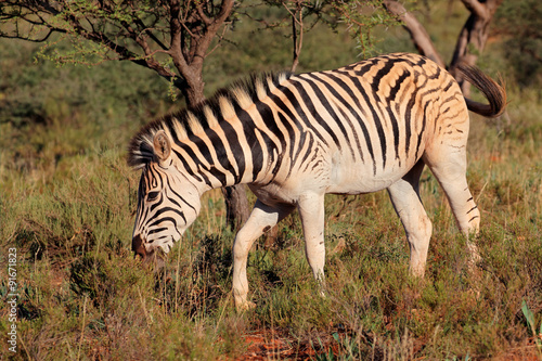 A plains  Burchells  Zebra  Equus burchelli  in natural habitat  South Africa.