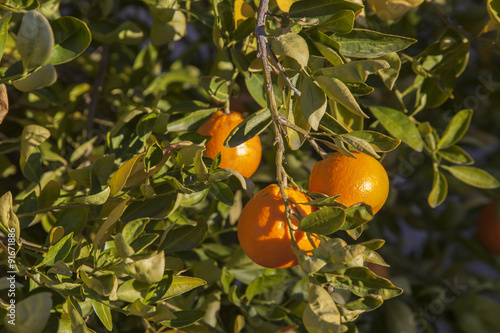 Ripe Tangelos on a tree