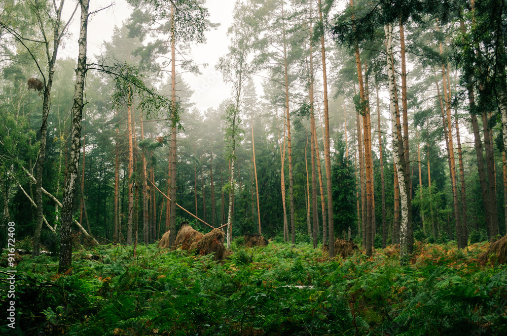 In the middle of the forest - obrazy, fototapety, plakaty 