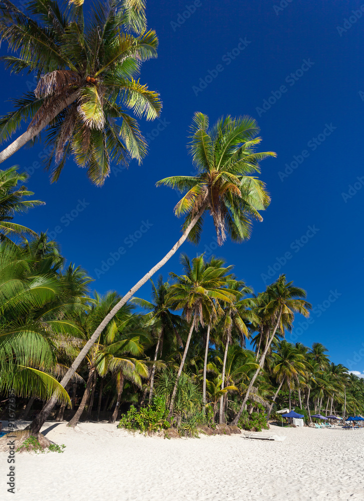 Coconut palm trees on tropical beach, Boracay Coconut palm trees on tropical beach, Boracay