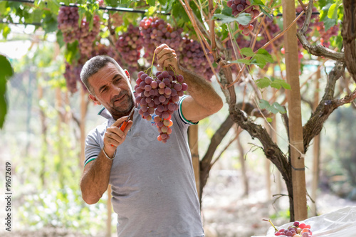 Time to harvest in Sicily. This farmer is picking black dessert grapes. The grapes will be sent to markets in northern Italy. Natural light, picture taken in september near the town of Agrigento