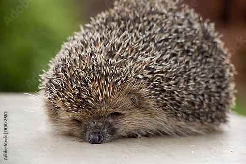 hedgehog in nature