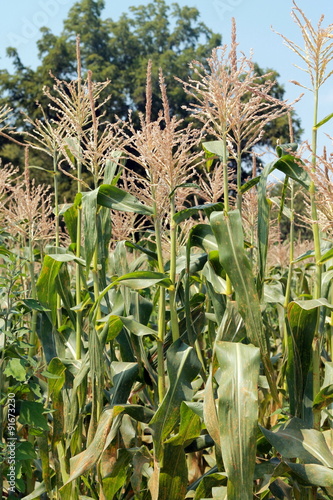 Corn stalks in a corn field