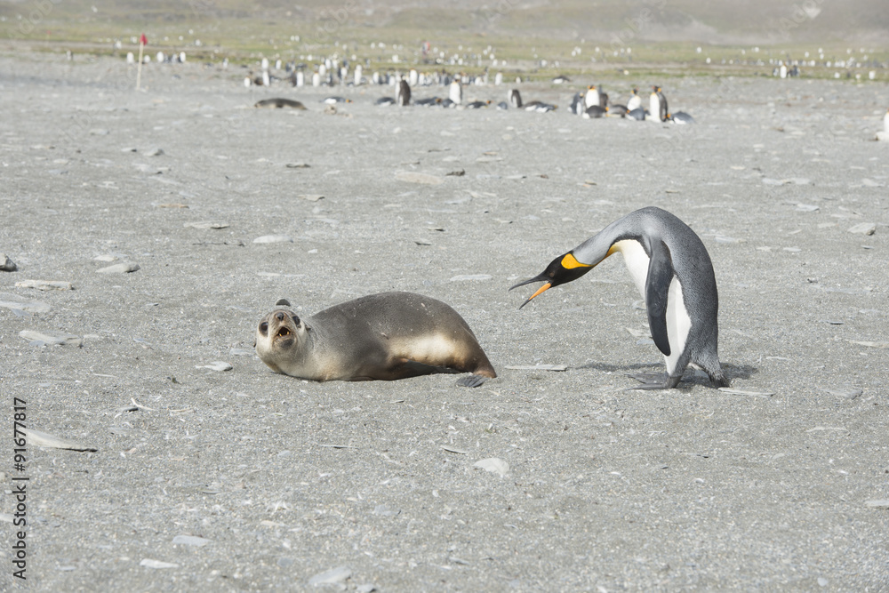 Fototapeta premium King Penguin with Fur Seal