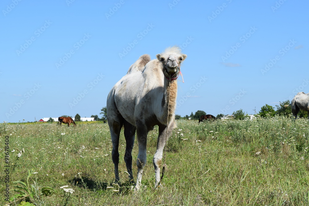Naklejka premium Camel on a pasture