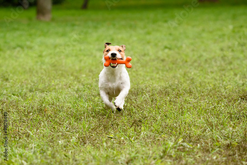 Dog running with bone in teeth on park lawn