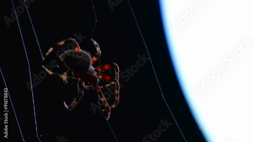 Close up of a spider building a web.