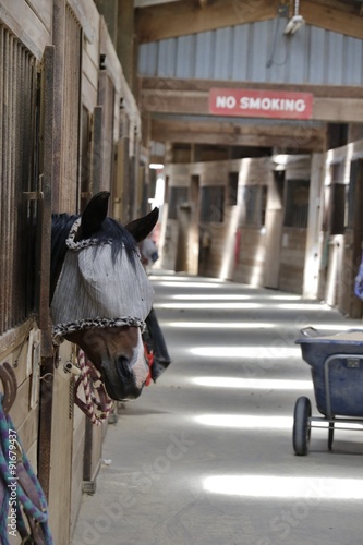 Animals: Horse looking over the stall 
