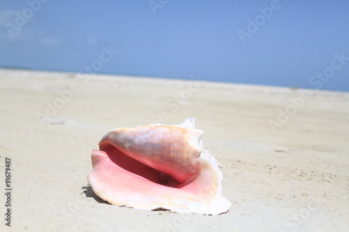 Nature: Conch shell on the beach in the Bahamas   © mbennett