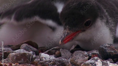 Tilt up of baby penguins as they are sheltered by their mother in Antarctica.