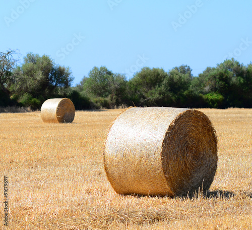 Hay roll on field
