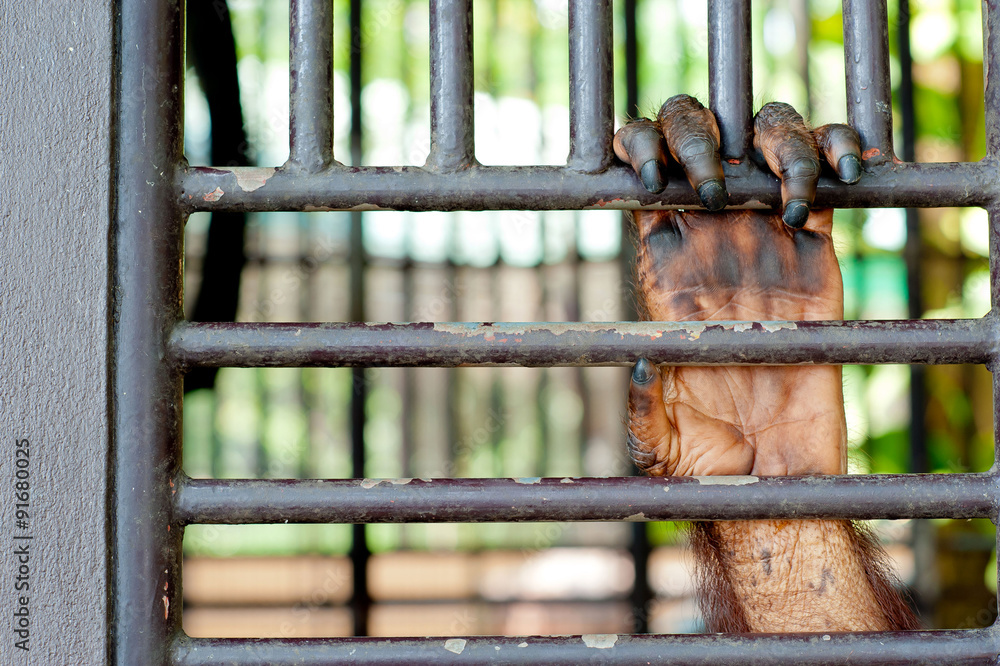 Orangutan hand in the cage Orangutan hand in the cage