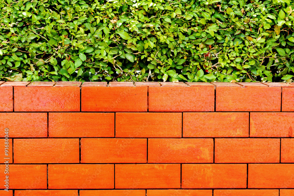 Red brick wall and plant fence Red brick wall and plant fence