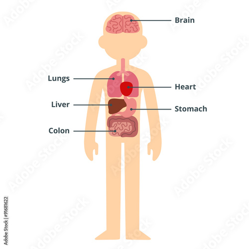 Male organ chart