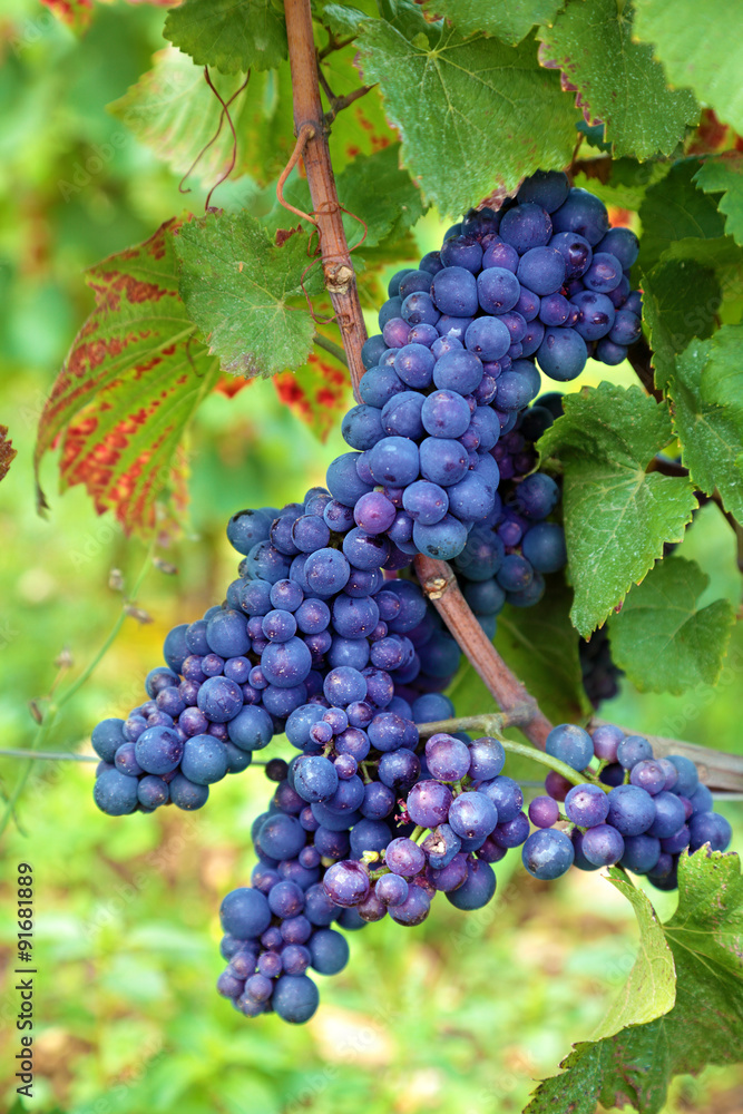 Red wine grapes growing in vineyard