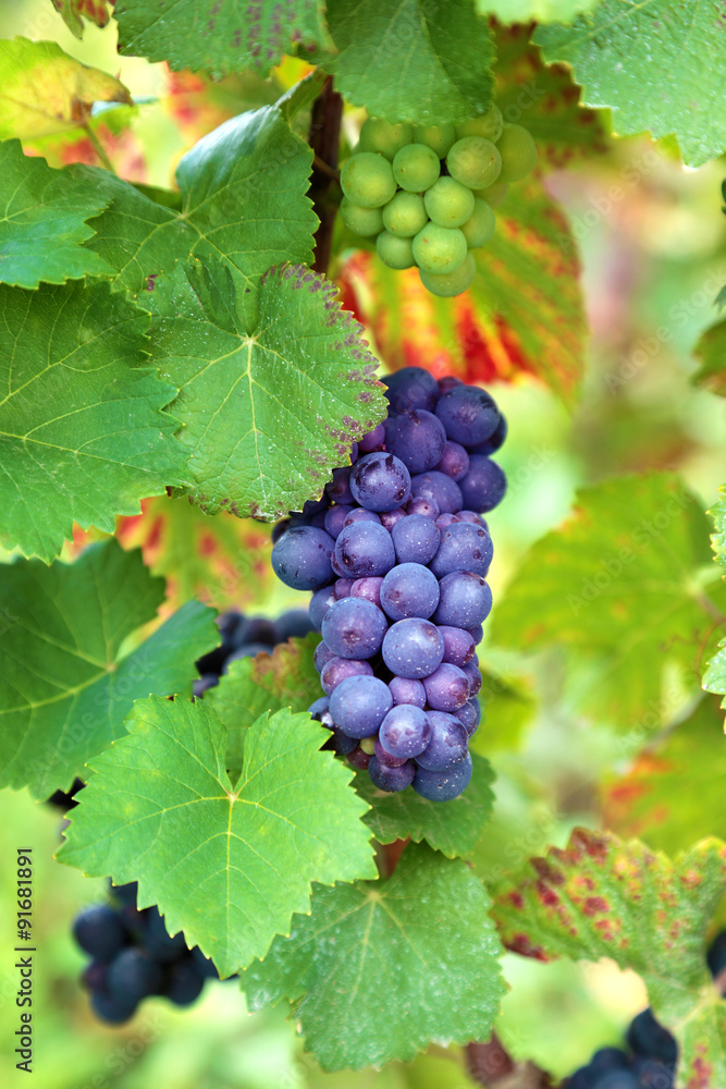Wine grapes growing in vineyard