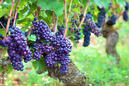 Red wine grapes growing in a vineyard