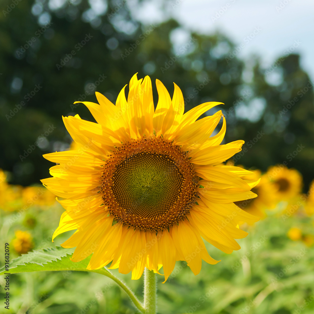 Fototapeta premium Close-up Sunflowers