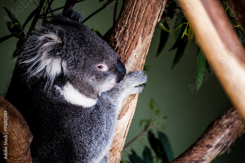 Photography Koala Mother お母さんコアラ