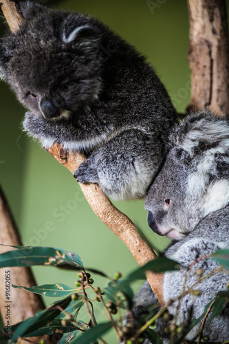 Fototapeta Naklejka Na Ścianę i Meble -  Koala Mother and baby コアラ 親子