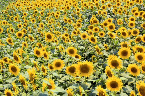 Sunflower field