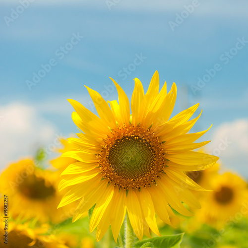 Close-up Sunflowers
