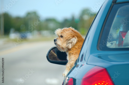 A well-trimmed lhasa apso hanging our of a car window enjoying a ride a a sunny afternoon. photo