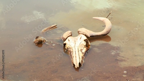 The skull of a dead wildebeest sits in a river in Africa. photo