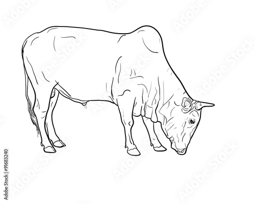 Fototapeta Naklejka Na Ścianę i Meble -  Drawing of ox
