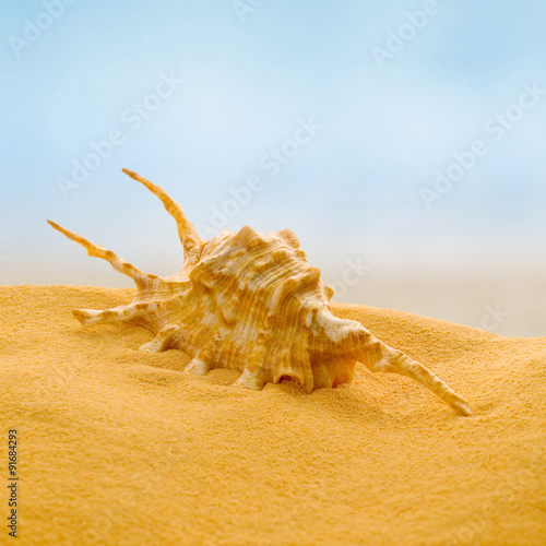 Fotografie Sea shell on the beach.