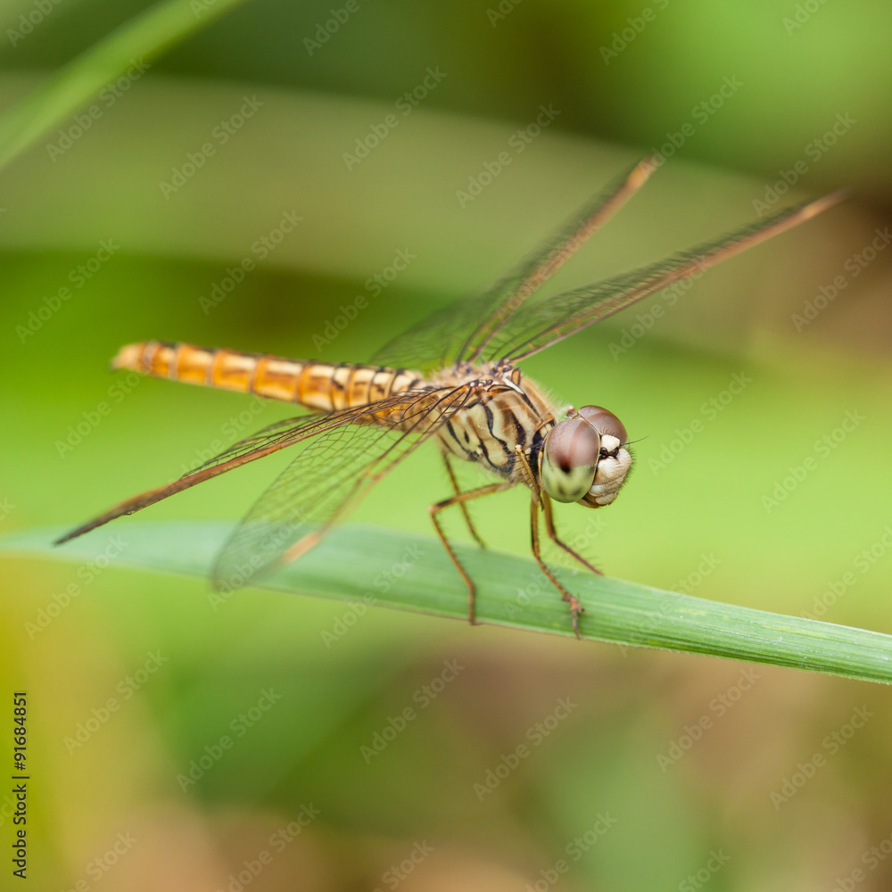 dragonfly dragonfly