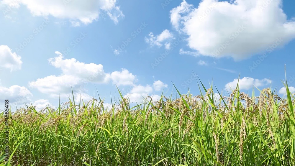 田んぼの風景 田んぼの風景