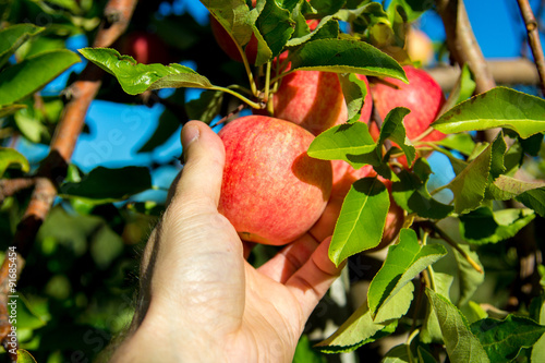 Photography Picking a tasty looking Gala Apple..