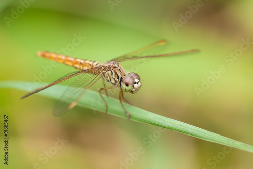 dragonfly © beerphotographer