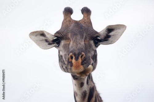 Masai giraffe head  Serengeti National Park  Tanzania  Africa