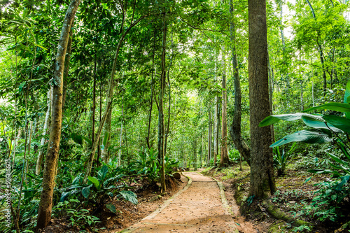 Fototapeta Naklejka Na Ścianę i Meble -  Path in forest chiangmai Thailand